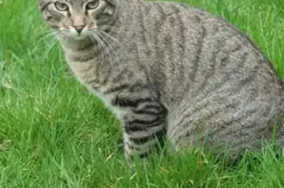 Chat perdu, Épinal, photo: Chat tigré perdu à Épinal