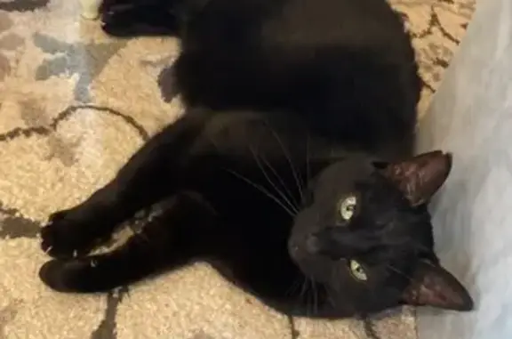 Chat perdu, , photo: Chatte Mimi perdue à Nangy - Pucée