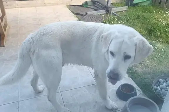 Labrador blanc perdu à Semoy - photo