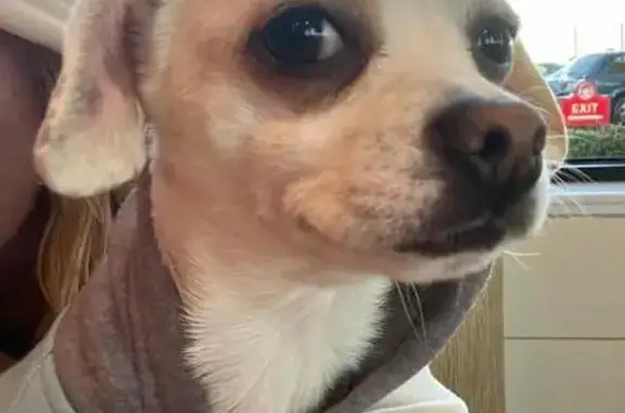 Lost Chihuahua: White, Spots & Blue Collar!
