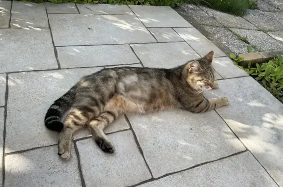 Chaton tigré rasé trouvé à Saint-Pryvé - photo