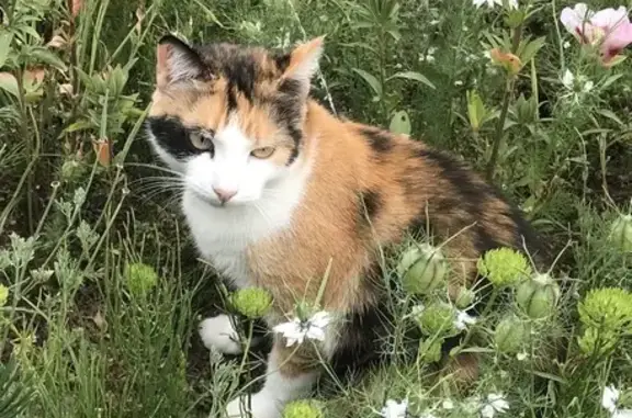 Animaux perdus , photo: Chatte Pika perdue à Habère-Poche