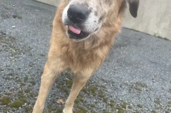 Chien blessé à Aussillon trouvé - photo