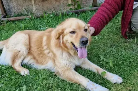 Animaux trouvés , photo: Chien golden/labrador perdu