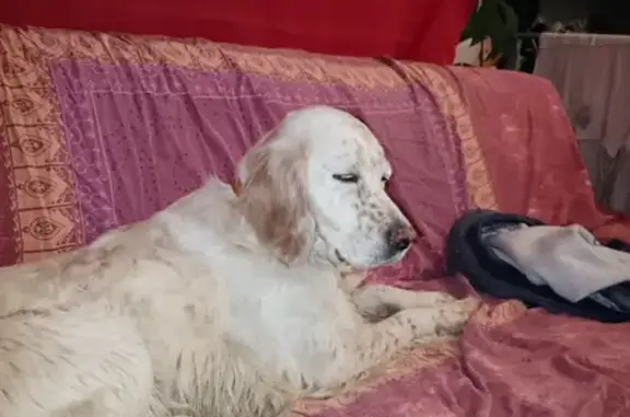 Chienne douce trouvée à Mimbaste - photo