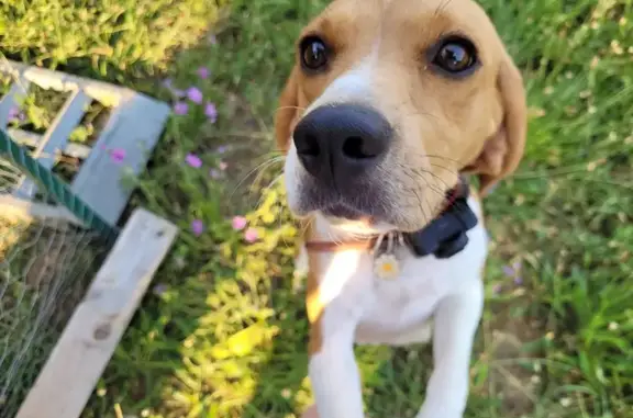 Animaux perdus , photo: Beagle perdu: Rose, 3 ans, pucée