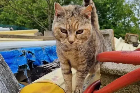 Chat tigré marron trouvé à Pluduno - photo