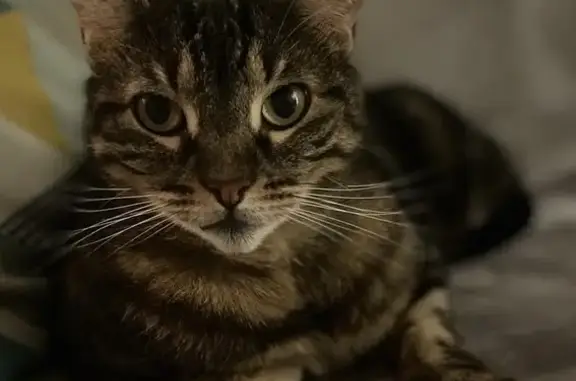 Animaux perdus Chatuzange-le-Goubet, photo: Chat marron perdu - Carcaille 960