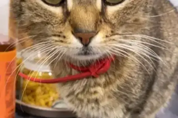 Chat perdu, Bruay-la-Buissière, photo: Chat européen perdu à Bruay