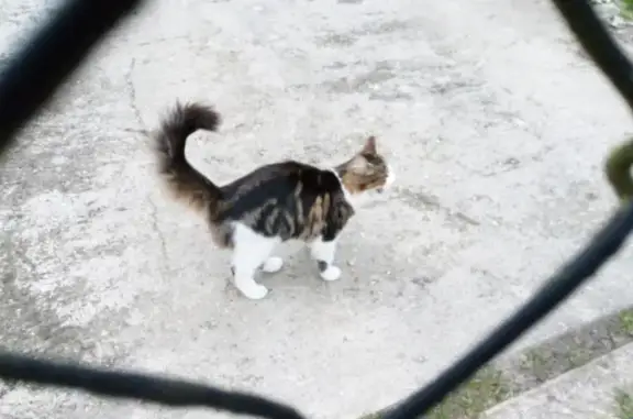 Chat mâle perdu à Saint-Martin - photo