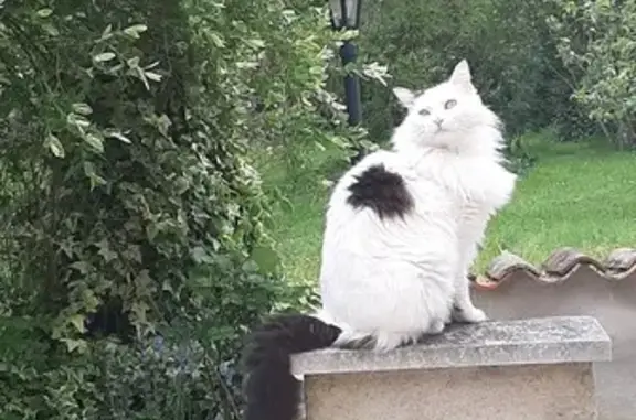 Animaux perdus , photo: Chat blanc perdu à Sommières-du-Clain