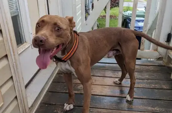 Found Dog in Ardmore: Brown Mix on AL-53!