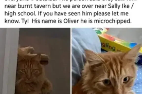 Missing cat , photo: Lost Ginger Cat - Sally Ike Rd, Brick, NJ - Help!