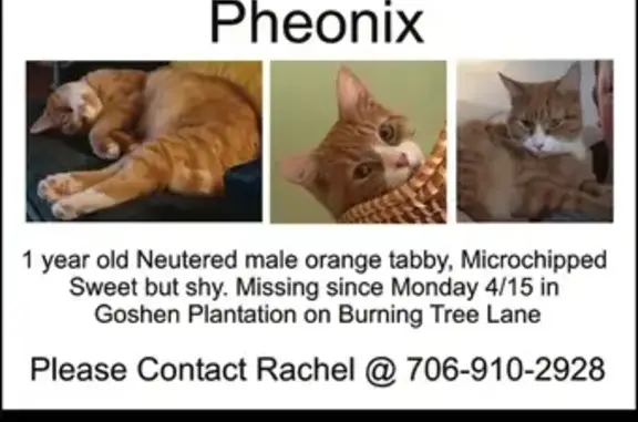 Lost Orange Cat in Goshen - Help Us Find Him!