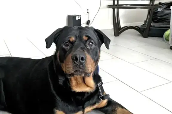 Lost Rottweiler: Bruno, 105lbs - North 32nd Ave