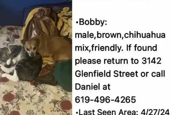 Lost Chihuahua-Mix in San Diego - Help!