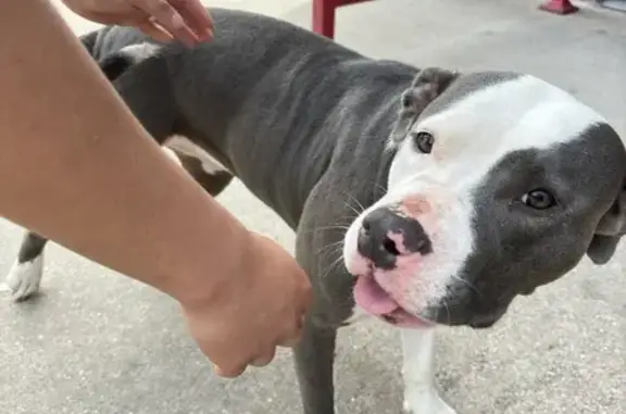 Found Dog at Tiny Bubbles Laundry, Grand Prairie!