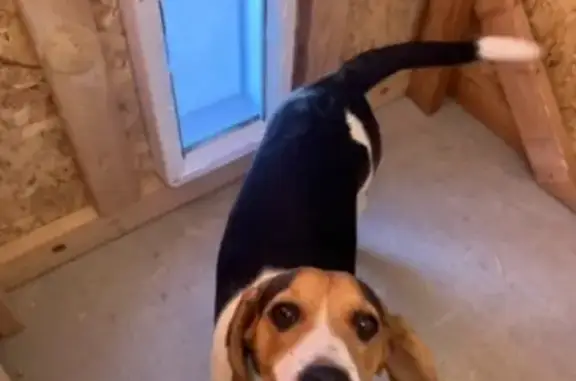 Lost Beagle in Vegas - Call 702-680-5330 Help!