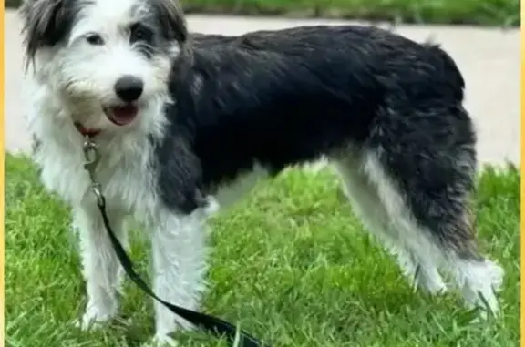 Lost Terrier Mix in Norwalk - Help Find Her!