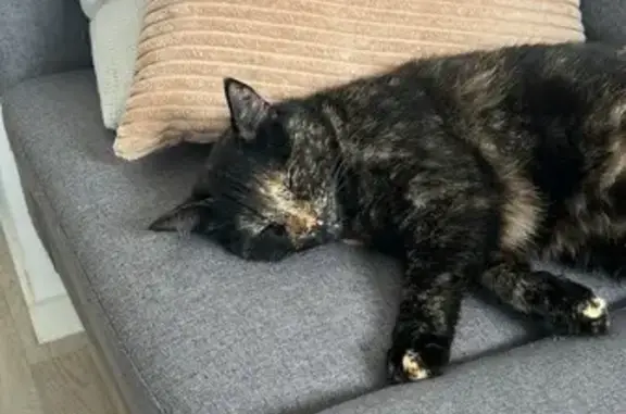 Chat perdu, Cesson-Sévigné, photo: Chatte écaille tortue perdue