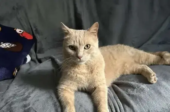 Chat crème perdu retrouvé à Limoges - photo