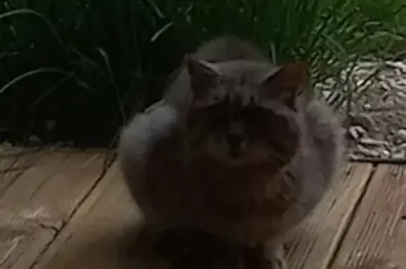Chat gris docile trouvé D168, Caro - photo