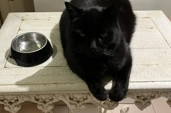 Animaux perdus , photo: Chat noir perdu à Aix-en-Pce