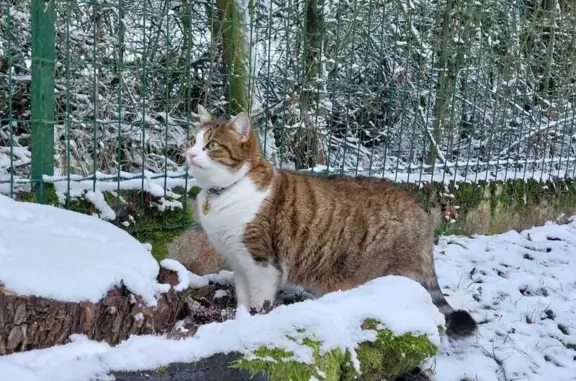 Chat perdu, , photo: Chat tigré/blanc perdu à Puttelange