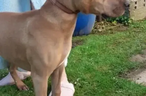 Animaux trouvés Doullens, photo: Chienne Marron Active Trouvée