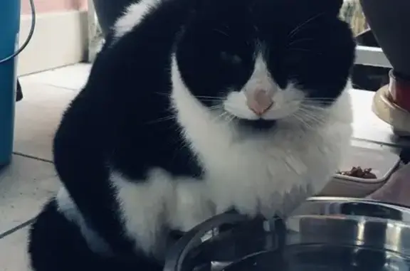 Chat craintif noir et blanc trouvé - photo