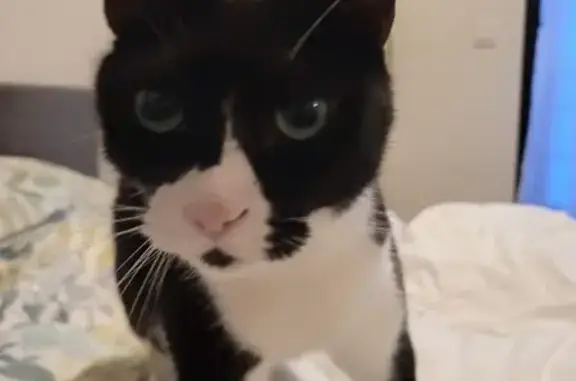 Animaux perdus Hyères, photo: Chat noir et blanc perdu à l'Ayguade
