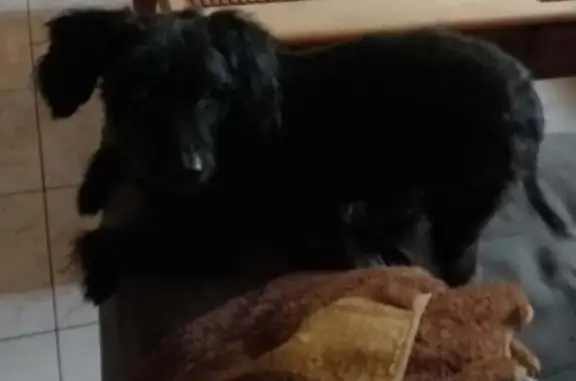 Chien âgé perdu à Lunel - photo