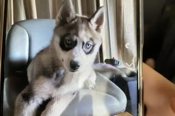 Chien perdu Talmont-Saint-Hilaire, photo : Petit Husky perdu à Talmont