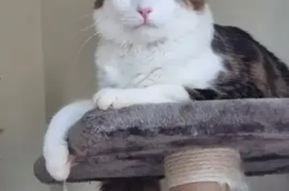 Chat perdu, Olemps, photo: Chat perdu: Merlin, miauleur affectueux