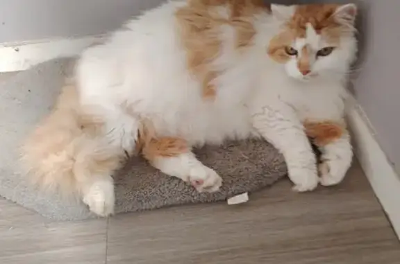 Avis de recherche: Loulou - photo