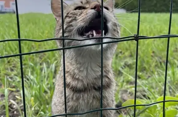 Chat en surpoids perdu à Erquinghem - photo