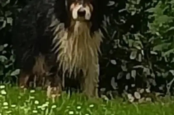 Chien trouvé Razac-sur-l'Isle, photo: Berger Australien perdu à Razac