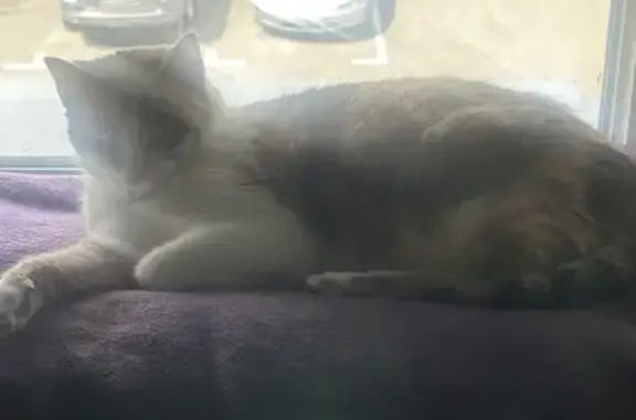 Chatte tricolore trouvée à Montbéliard - photo