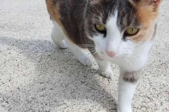 Chat sociable trouvé à Niort - photo