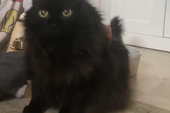 Lost Cat: Sweet Toodie, Fluffy Black Beauty