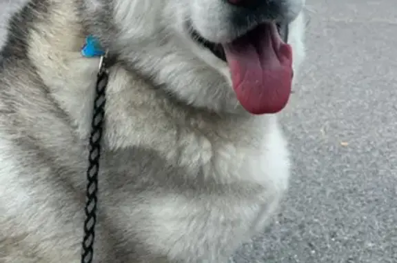 Lost and found pets , photo: Lost Husky Mix Near 51st Ave E - Help Find!