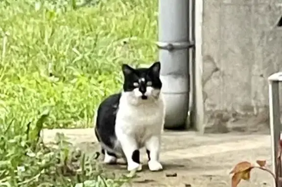 Chat mâle sauvage trouvé à Alixan - photo