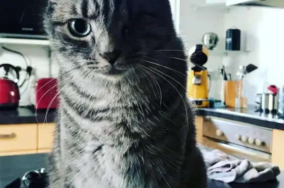 Animaux perdus , photo: Chat perdu à Butte Maranzais