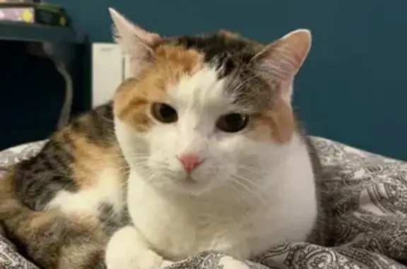 Chat perdu, Héricy, photo: Chatte tricolore perdue à Héricy