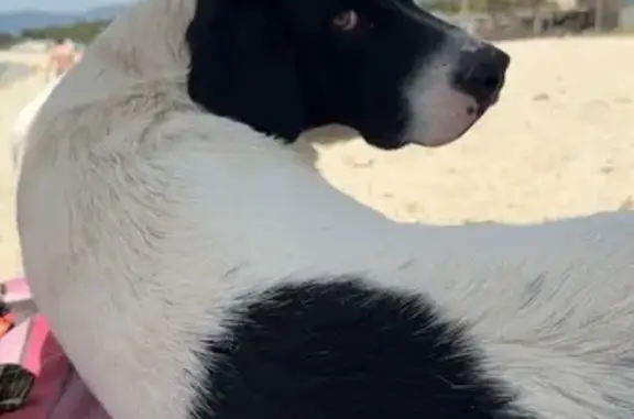 Chienne sociable trouvée à Porticcio - photo