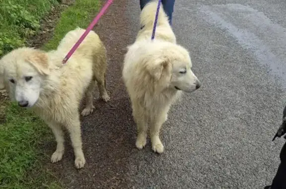Patou blanc perdu trouvé à St-Lanne - photo