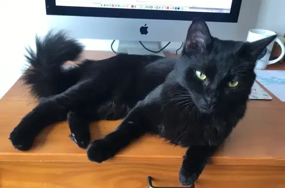 Animaux perdus Rennes, photo: Chat Tofu perdu à Rennes