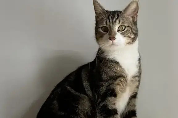 Chat perdu, Paris, photo: Chat Naruto disparu à Paris
