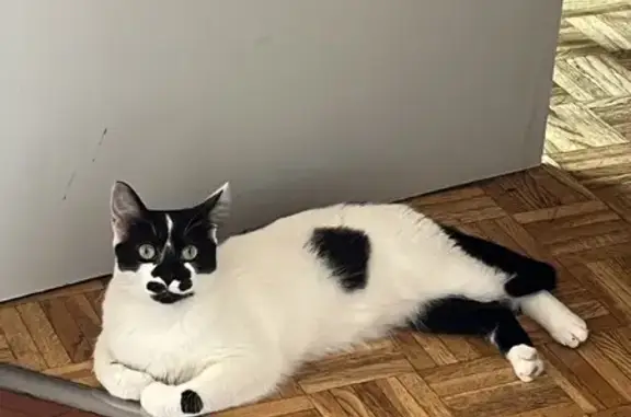 Animaux perdus , photo: Chat Pizza perdu à Ste-Hélène