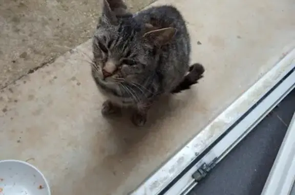 Chatte errante gestante à Auxerre - photo
